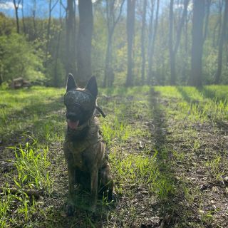 🐾 Rex Specs – ochrana, na kterou se můžeš spolehnout 🐾 Služební a pracovní psi nasazují své zdraví každý den – při...